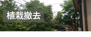 コードデザイン｜植栽撤去